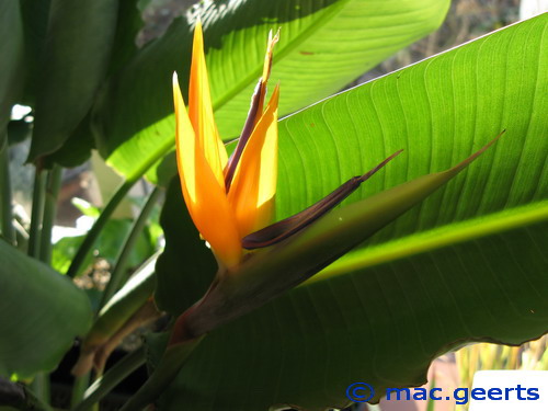 Strelitzia reginae